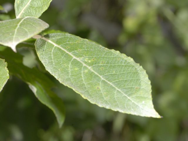 . . . erano uova di... Cerura vinula (da confermare)